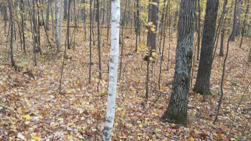 Fall riding at it's best. There's a trail there somewhere!