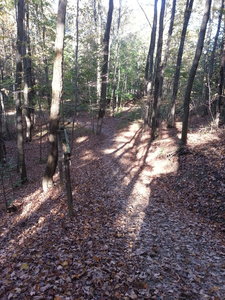 main trail heading up to Browns Farm. Pic taken looking down from the bench.