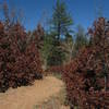 Rusty red scrub oak on the Falcon Trail