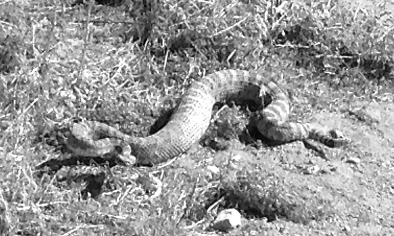 Yes, there are rattle snakes in the desert.