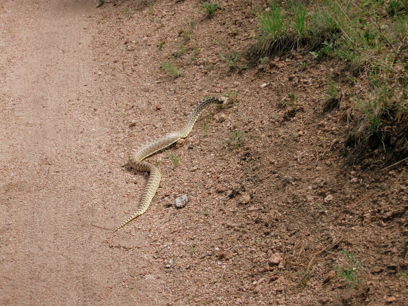 If there is one thing that can make me skid on a trail, it's this.  This little fella' held me up for 10 minutes while he (she?) lay across the trail.