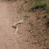 If there is one thing that can make me skid on a trail, it's this.  This little fella' held me up for 10 minutes while he (she?) lay across the trail.