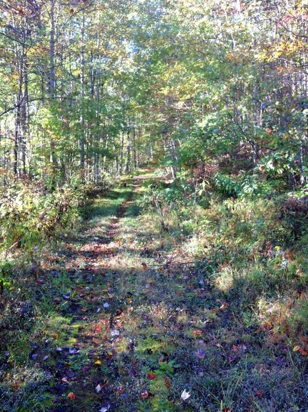 Looking uphill from a gas well 2/3 of the way to the top.