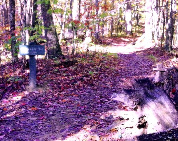 Marker where Middle Ridge meets gas road at the top of Pool Hill Climb