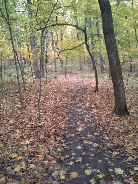 Nice flowing singletrack.