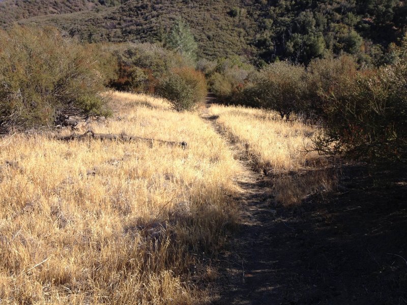 Narrow singletrack through the meadows.