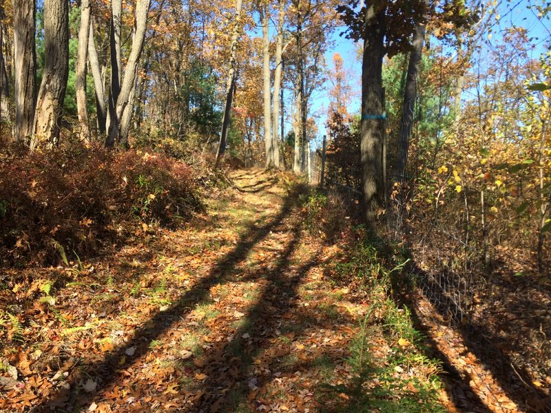 Headed up and around the deer fence