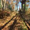 Headed up and around the deer fence