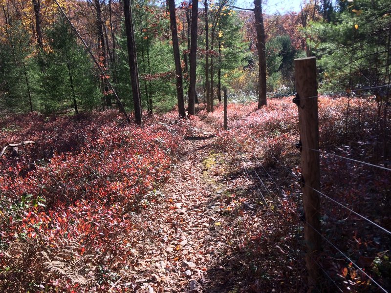 Sea of red undergrowth hugging the deer fence.