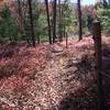 Sea of red undergrowth hugging the deer fence.