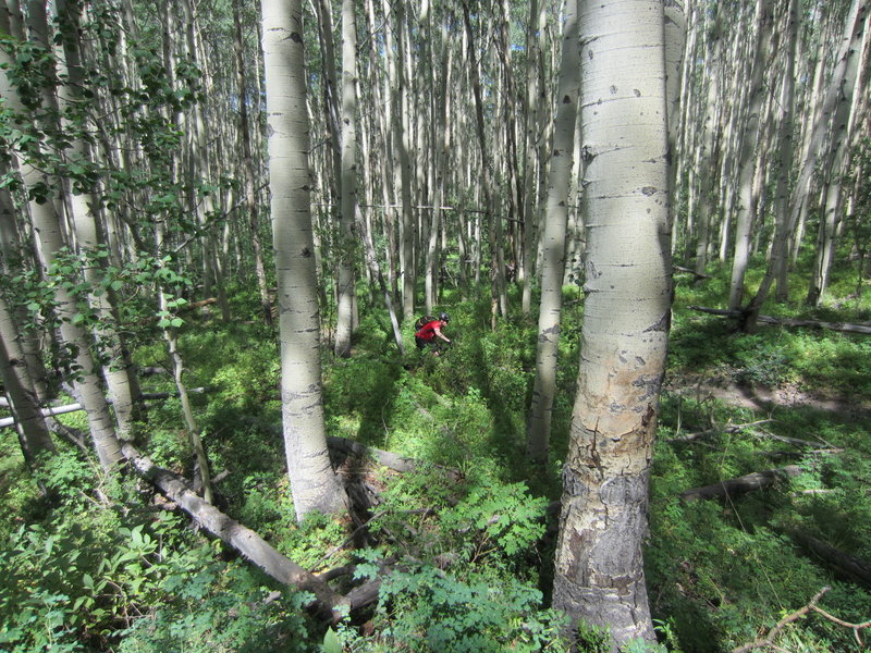 Sweet riding through the Aspens!