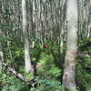 Sweet riding through the Aspens!