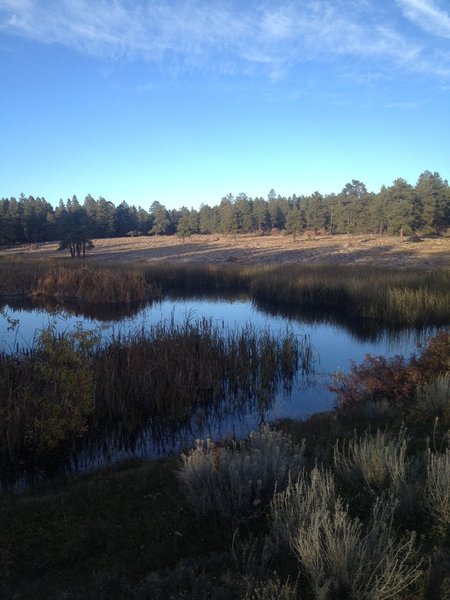 The first pond is often filled with wildlife including ducks, geese, frogs and songbirds.