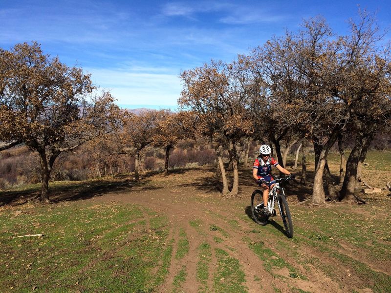 A grove of oak trees near the end of Itch