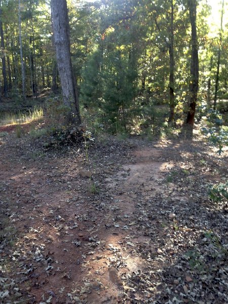 While riding Dam Rd. Trail, take a right to continue on the singletrack, or take a left to go back to Dam Road