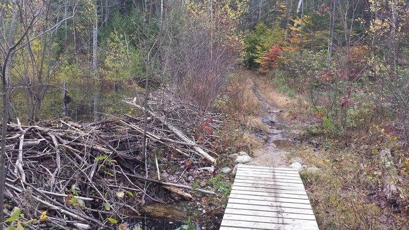 High School Loop Beaver Dam