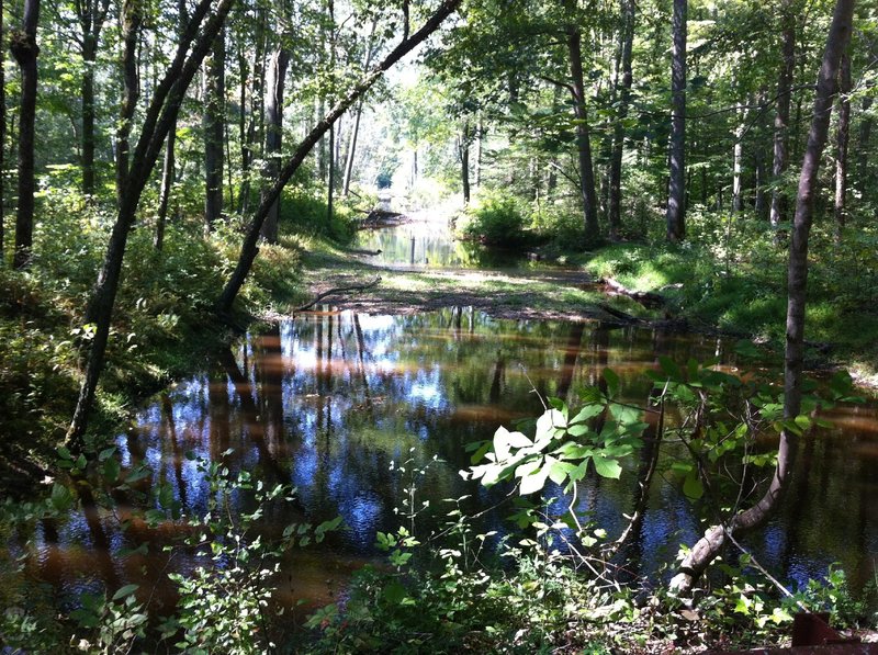 Cedarville State Forest swamp