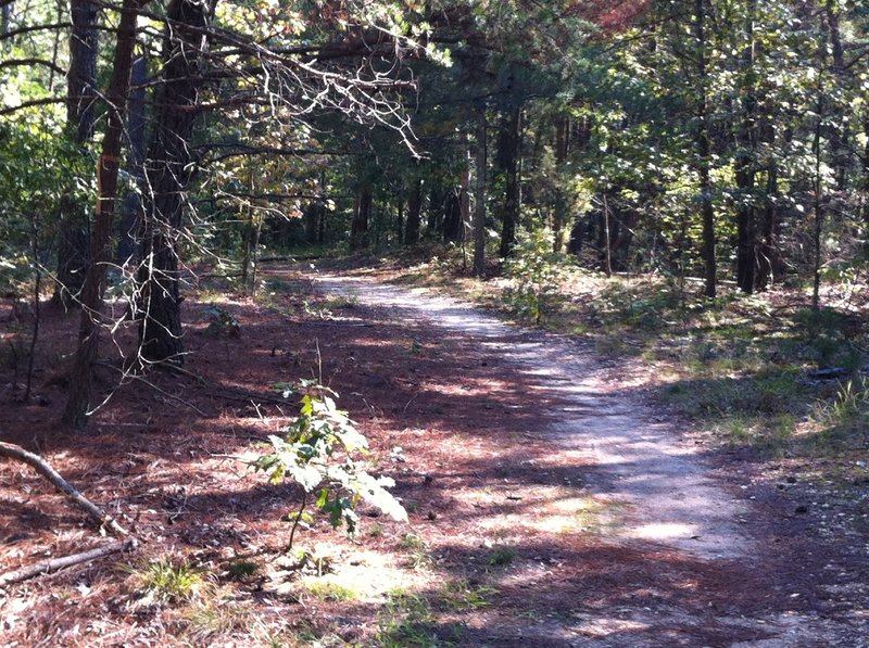 Cedarville State Forest doubletrack