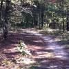 Cedarville State Forest doubletrack