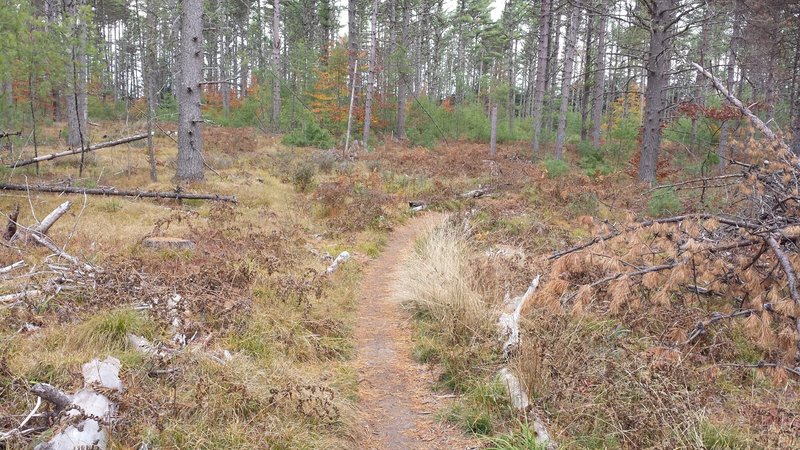 Hemlock Logged Area