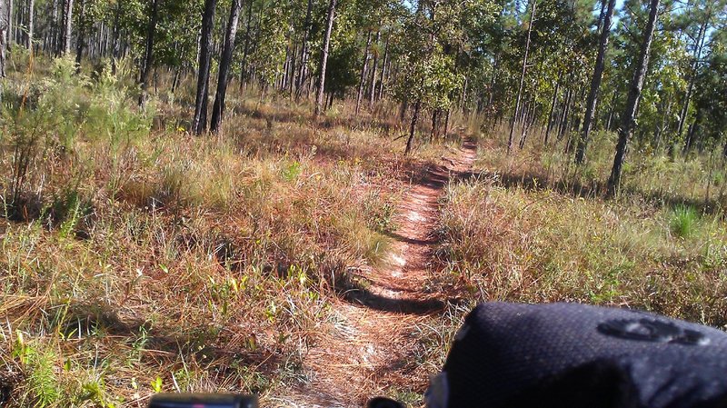 Twilight Trail seen from over the handlebars