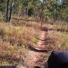 Twilight Trail seen from over the handlebars