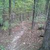 A section of the Sheep Ranch Trail running along the edge of a deep ravine