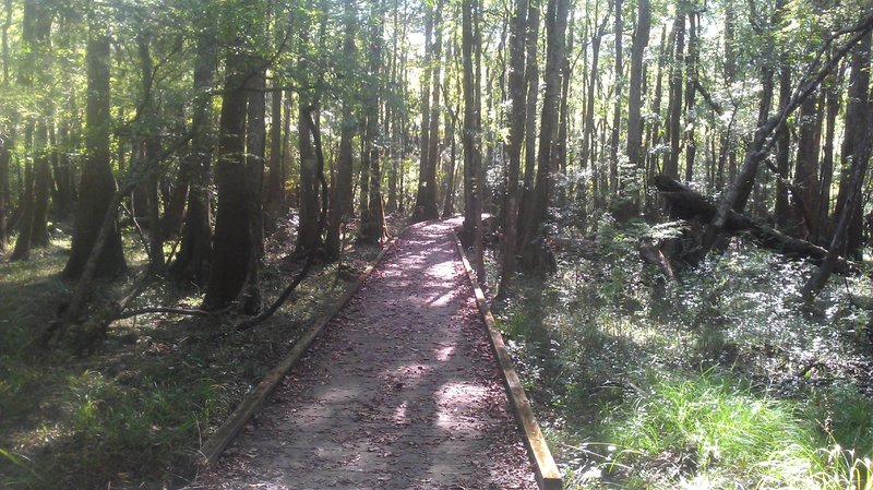 Cypress swamp