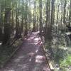 Cypress swamp