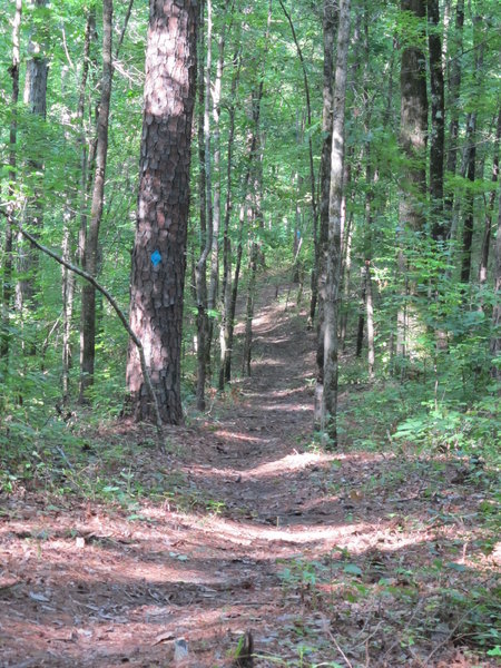 A great downhill run or steady climb on the Log Jump Trail