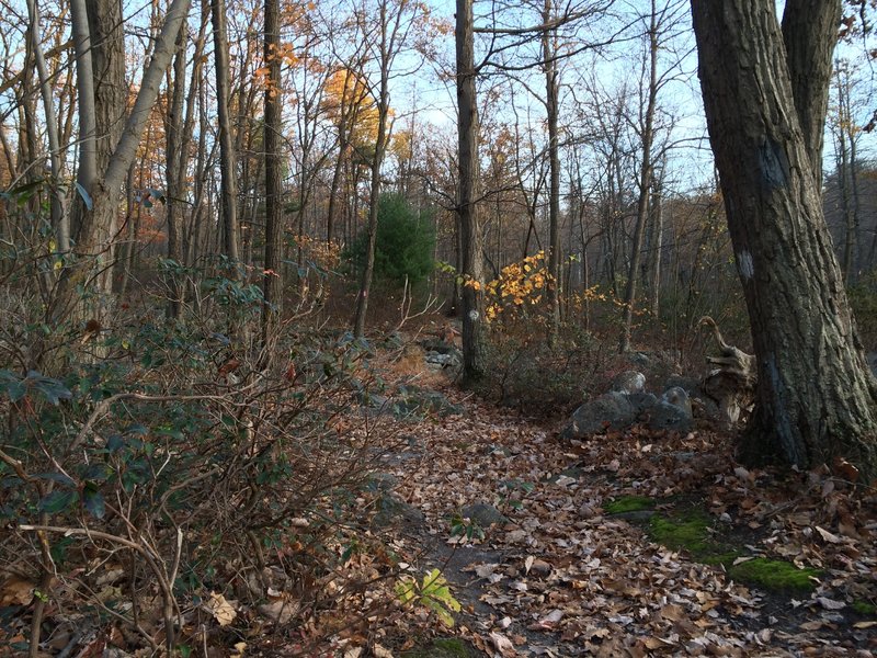 Top of Dinky Path at SMCC, looking right toward Ground Oak Trail in Bald Eagle State Forest.