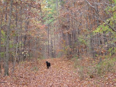 The very west end of the 3 Bridges Trail that uses a forestry service rd. Fall 2011, Spartacus in a shower of falling leaves.