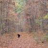 The very west end of the 3 Bridges Trail that uses a forestry service rd. Fall 2011, Spartacus in a shower of falling leaves.