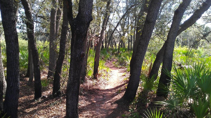 Sand Pine Trail