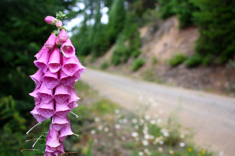 Wild flowers line the gravel road on the grind up.