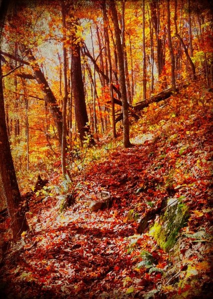 Wildcat Ridge in early November