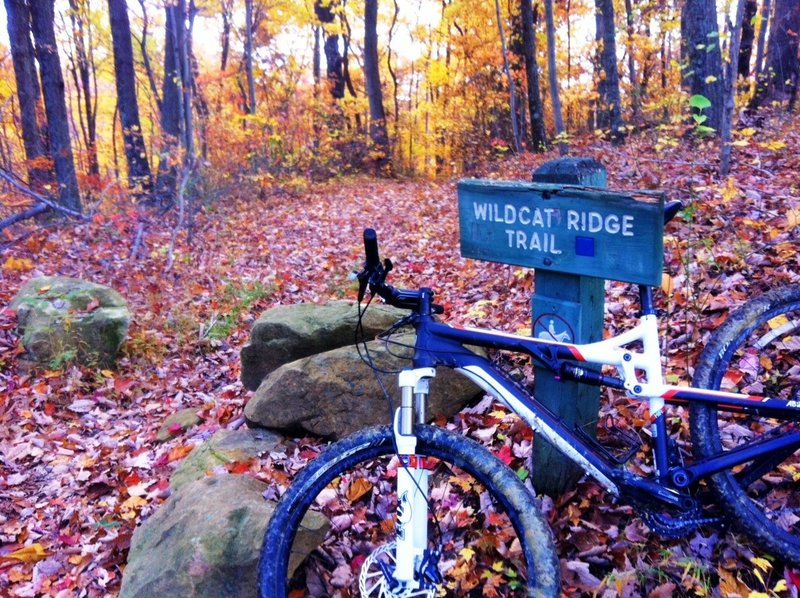 Top of Wildcat Ridge