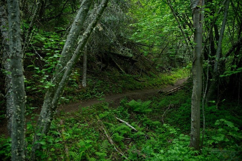 Lush creek/gully area. Stays cooler in the heat and fantastically fun to ride.