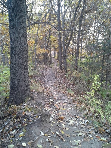 Riding a spine through the trees.