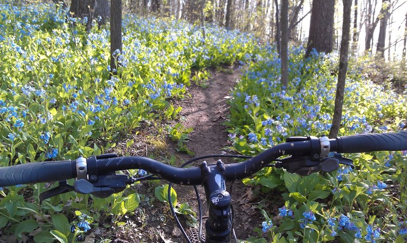 Trailside flowers in the spring.