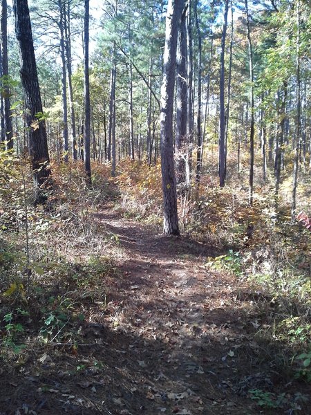 A section of singletrack along the Long Bridge Trail