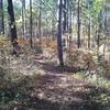 A section of singletrack along the Long Bridge Trail