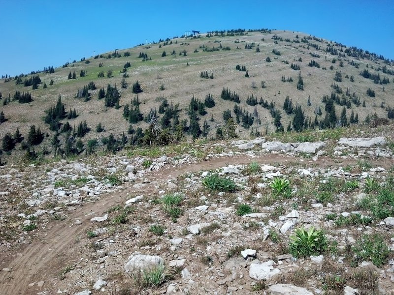 View of Grand Targhee from Peaked loop trail, photo by Dana Ramos