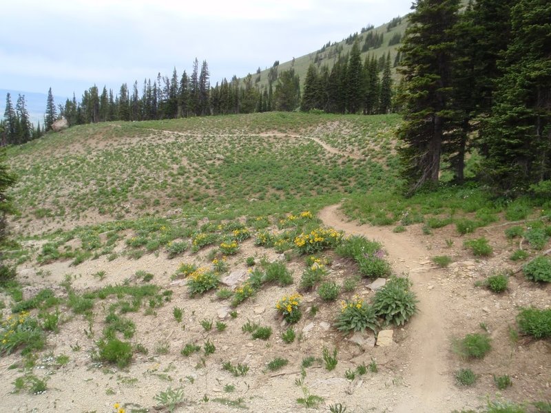 Sidewinder trail, just past the weather station, photo by Dana Ramos