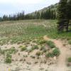 Sidewinder trail, just past the weather station, photo by Dana Ramos