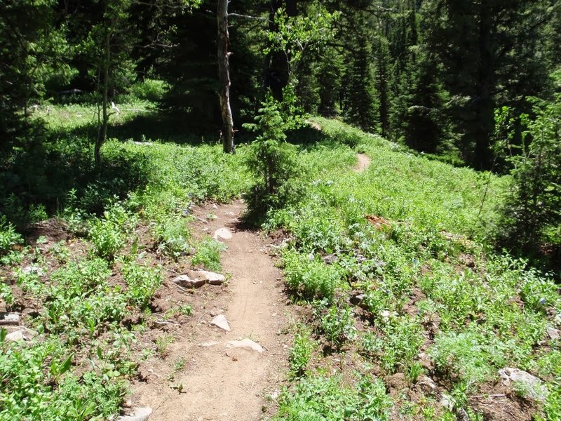 Lightning Ridge trail, photo by Dana Ramos