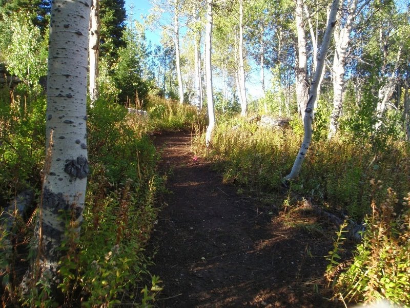 North woods trail