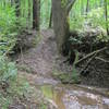 Creek crossing on the Log Jump Trail (optional)