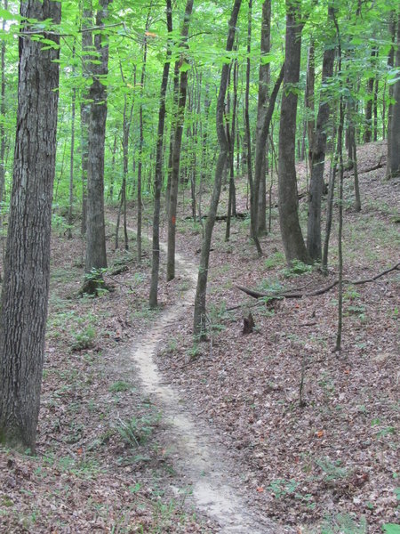 A nice section of the Sheep Ranch Trail