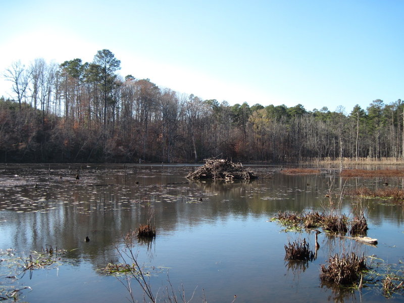 The massive beaver lodge and pond along the Splashing Dog Trail